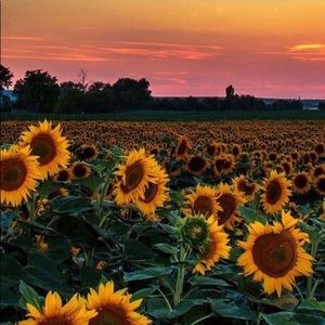 Meet your Posher, Riley